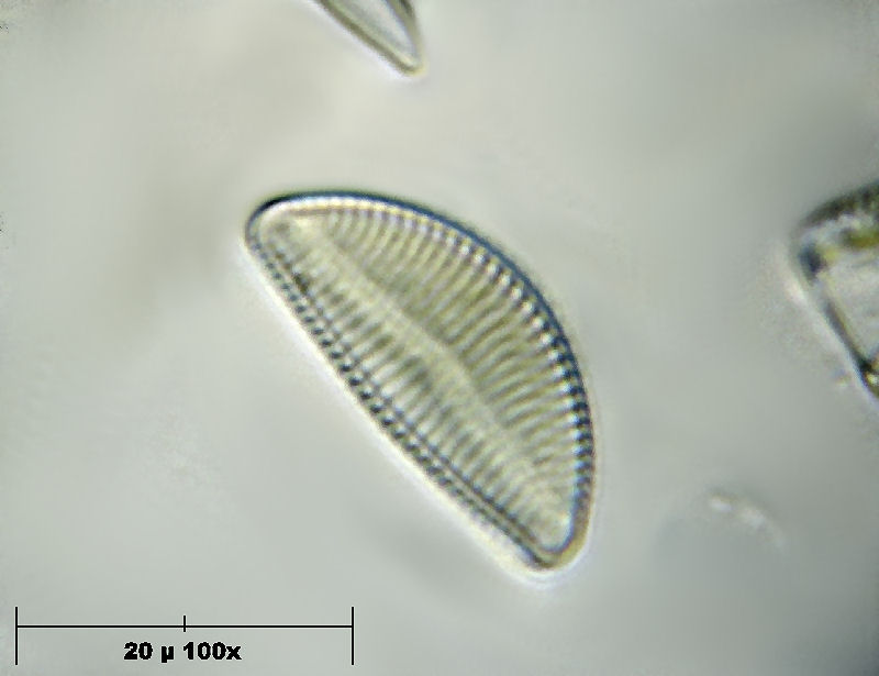 Encyonema caespitosum