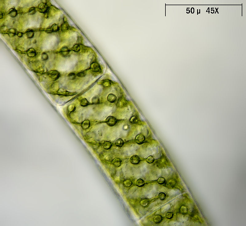 Spirogyra sp.