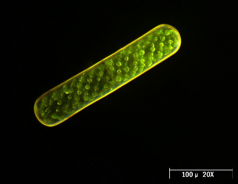 Spirogyra sp.