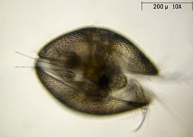 Ostracoide