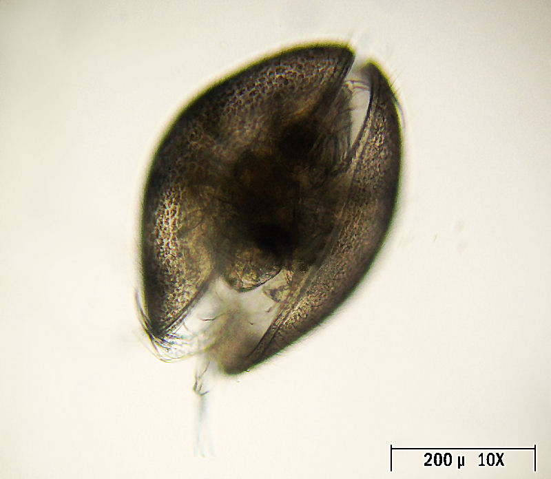 Ostracoide