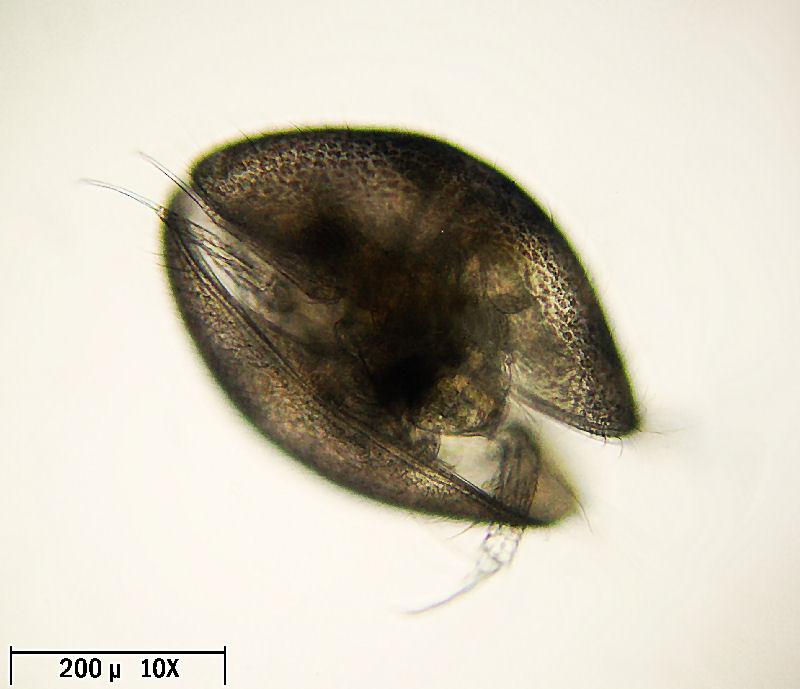 Ostracoide