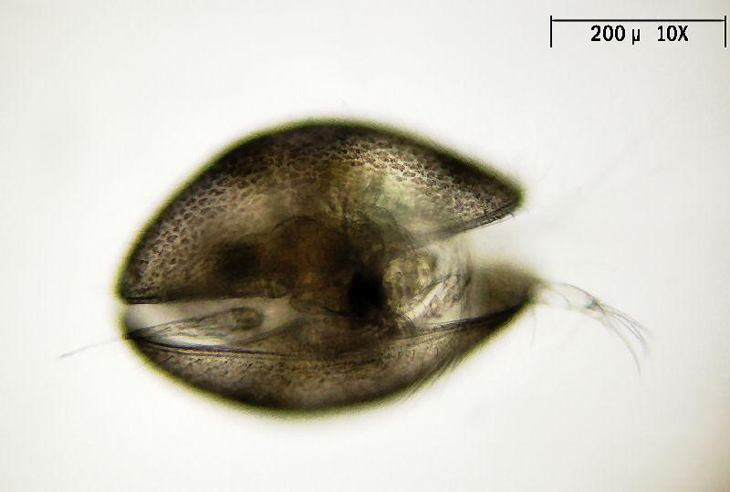 Ostracoide