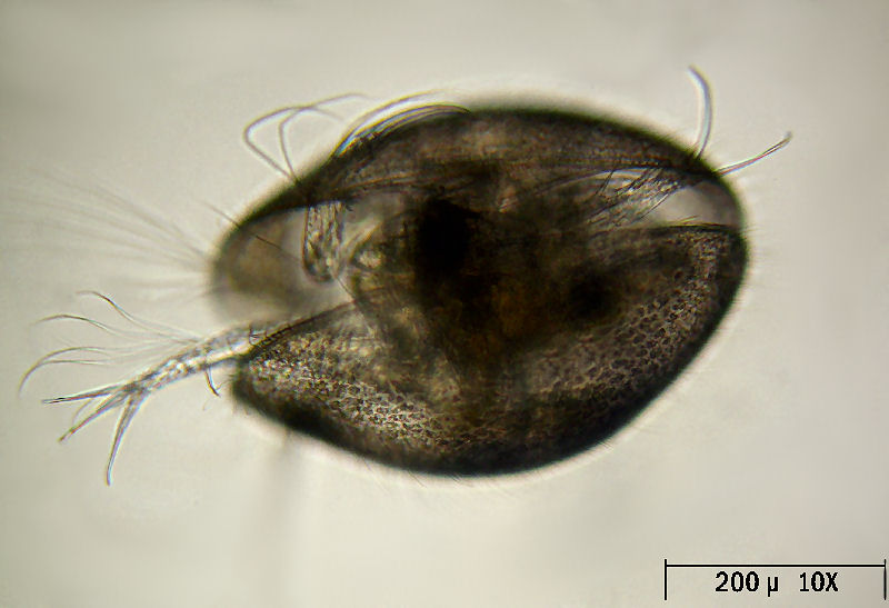 Ostracoide