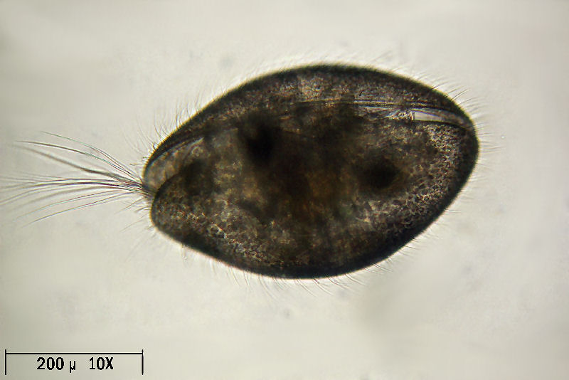 Ostracoide