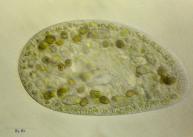 Paramecium bursaria