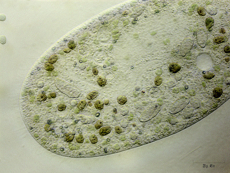 Paramecium bursaria