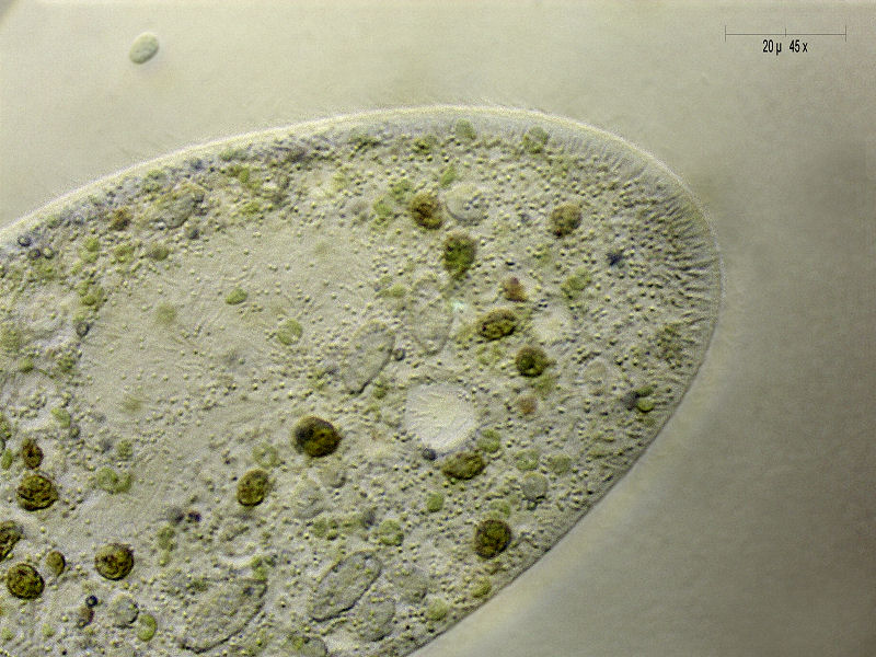 Paramecium bursaria