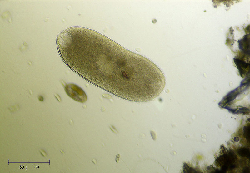 ciliato da identificare