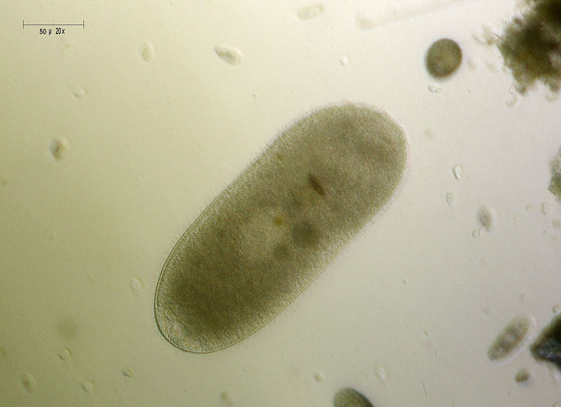 ciliato da identificare