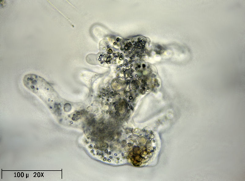 Amoeba proteus