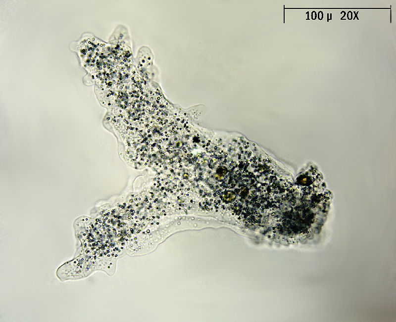 Amoeba proteus