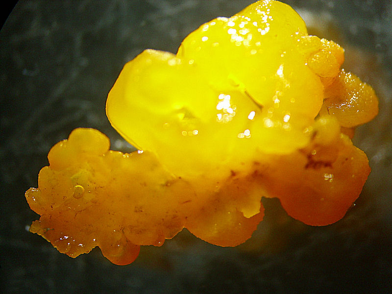 Tremella sp. ??