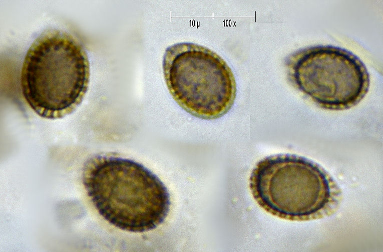 da determinare (Ganoderma lucidum)