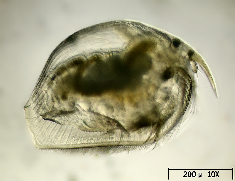 Pleuroxus trigonellus