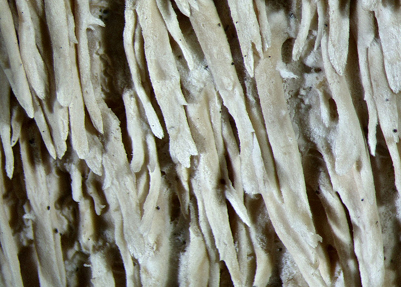 su un tronco di robinia (Irpex lacteus)