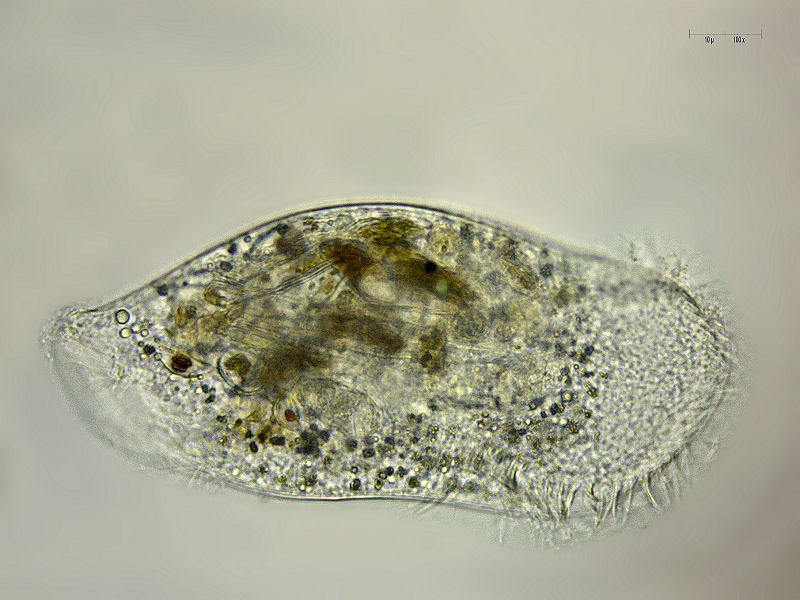 ciliato divoratore di diatomee