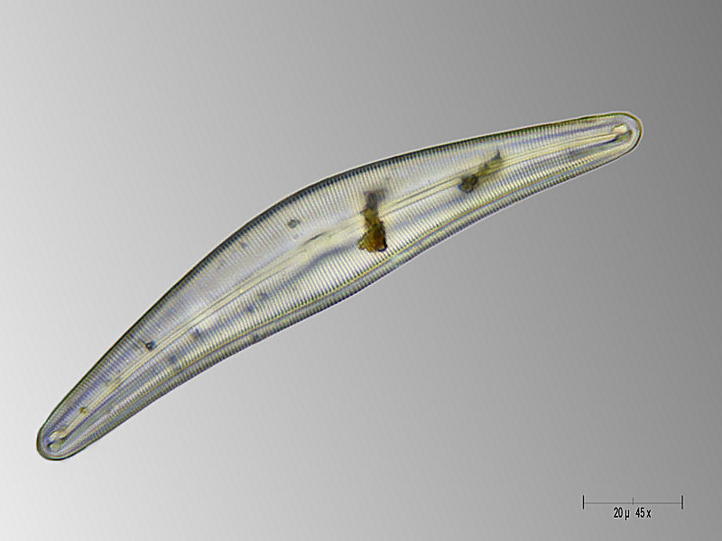 Cymbella lanceolata  -  piena e vuota