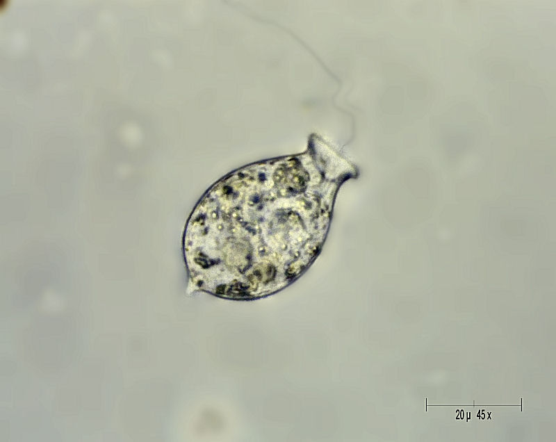 Urceolus sp.
