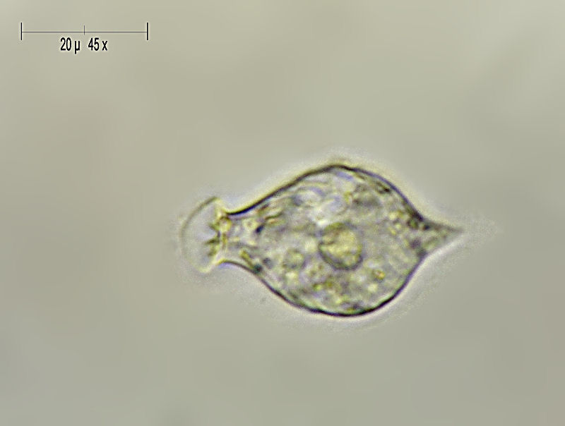 Urceolus sp.