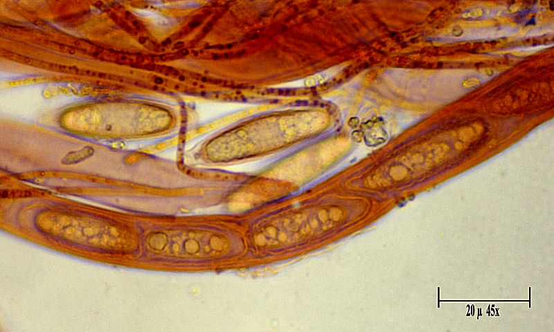 Sarcoscypha coccinea ???