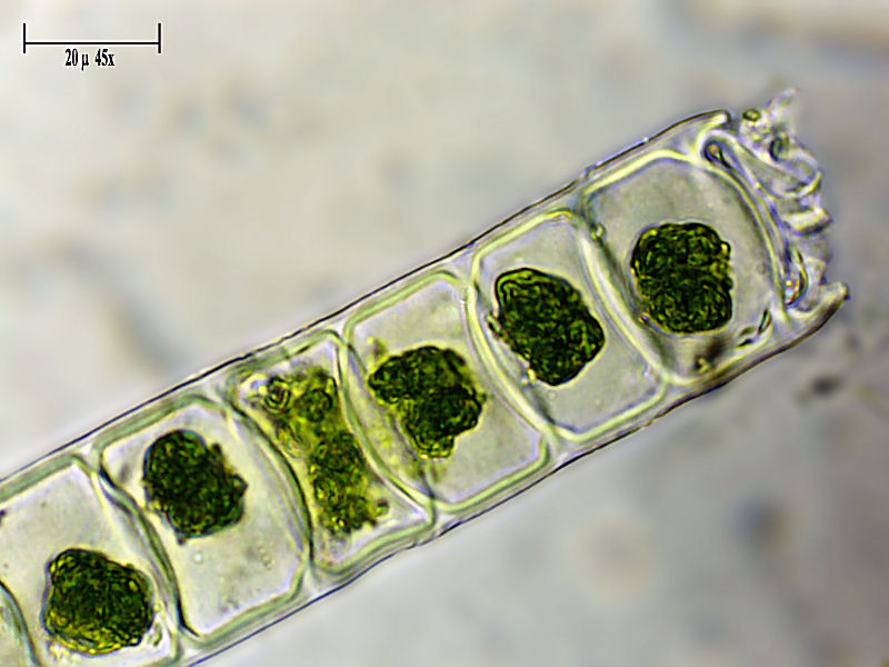 alga