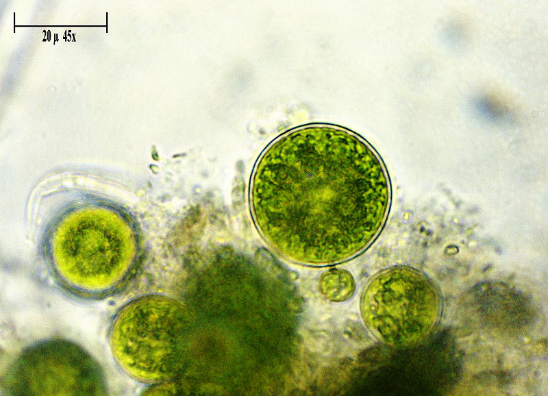 Chlorococcum  verdi e rossi ??