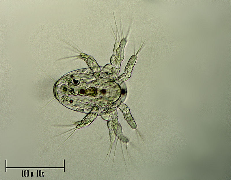 altro napluo di copepode  -  naplius o metanaplius ?