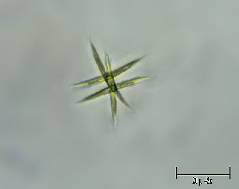 Ankistrodesmus sp.  ???????