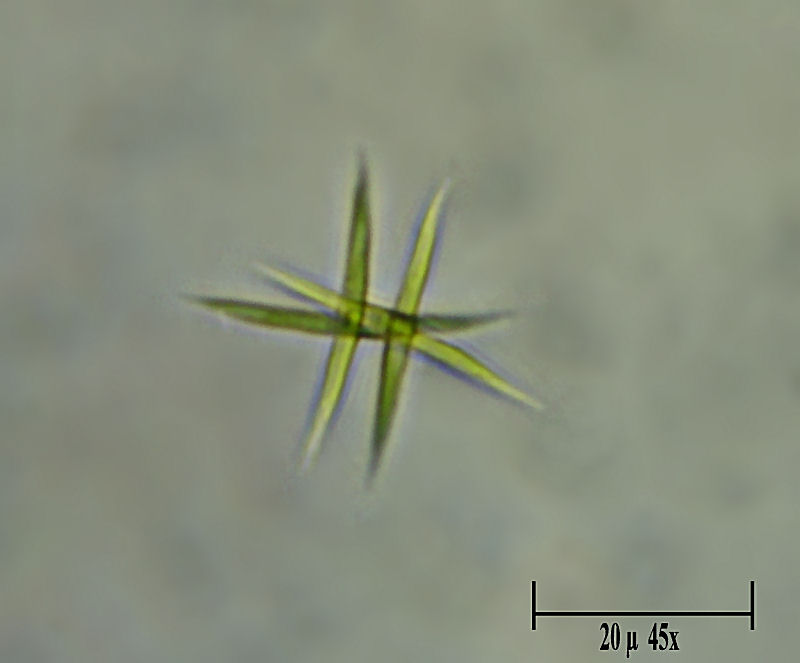 Ankistrodesmus sp.  ???????