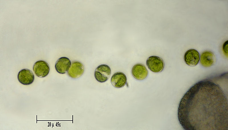 alga da identificare