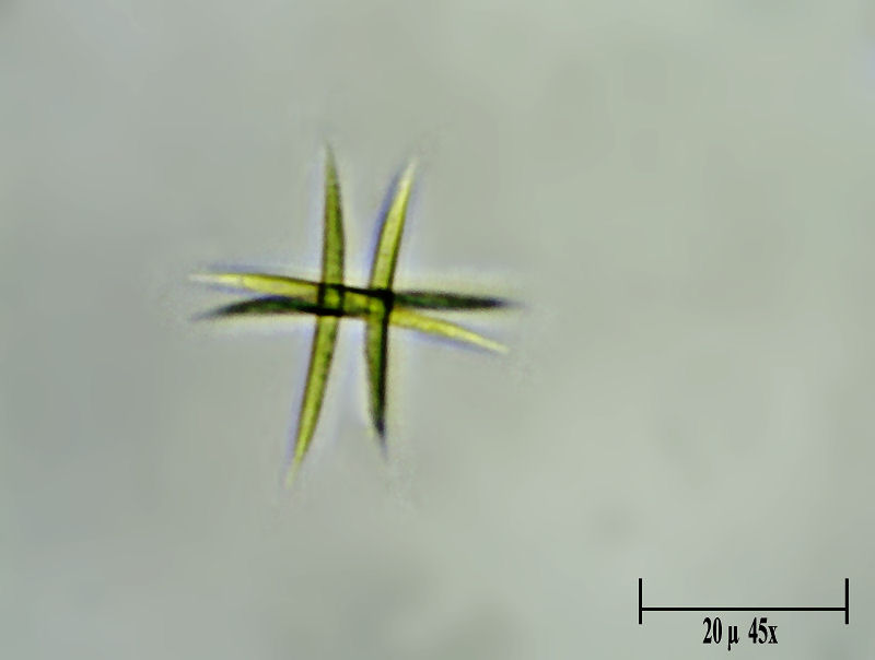 Ankistrodesmus sp.  ???????