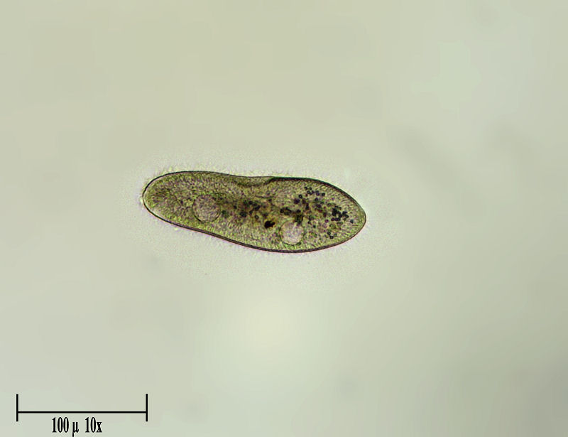 Paramecium caudatum