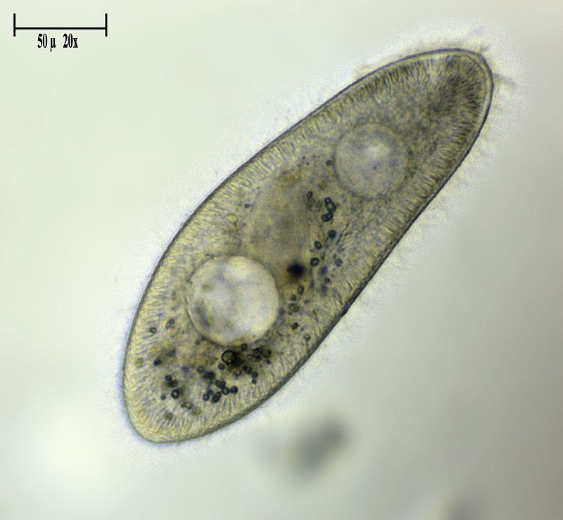 Paramecium caudatum