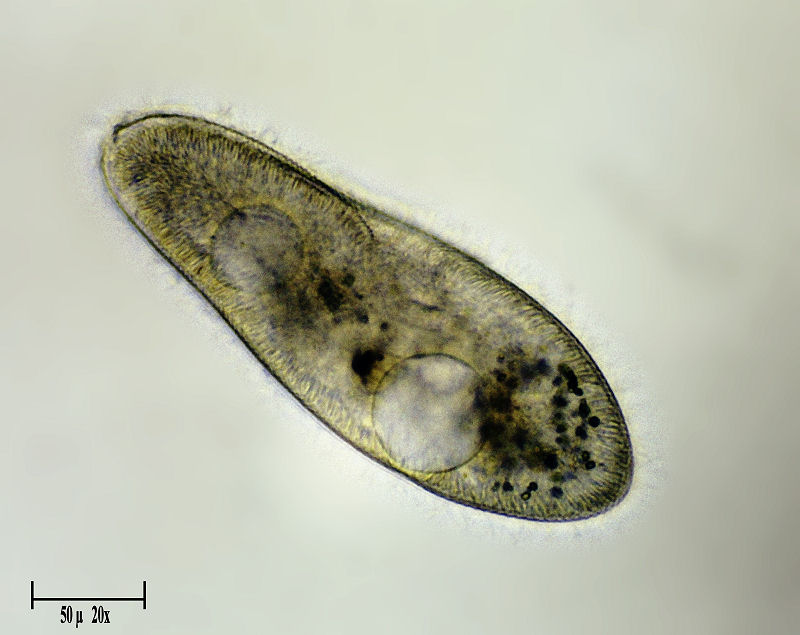 Paramecium caudatum