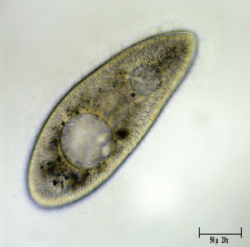 Paramecium caudatum