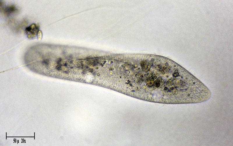 Paramecium caudatum