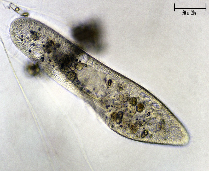 Paramecium caudatum