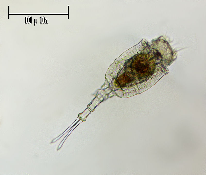 Trichotria tetractis