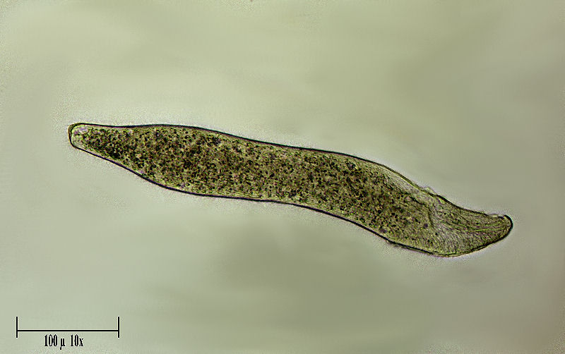 Homalozoon vermiculare