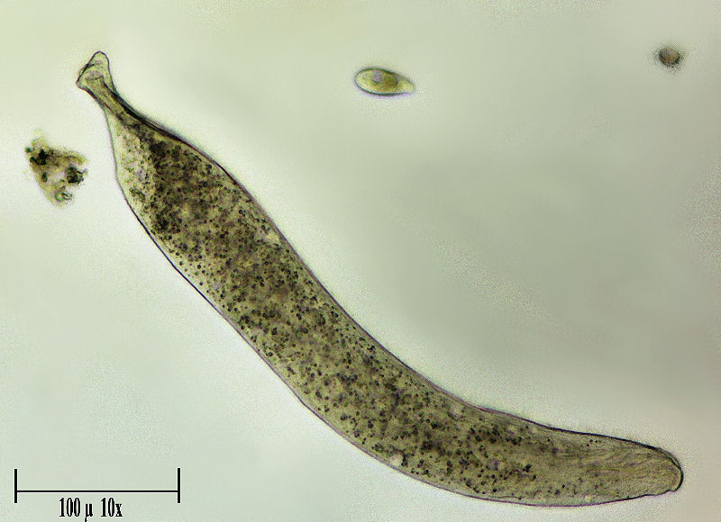 Homalozoon vermiculare