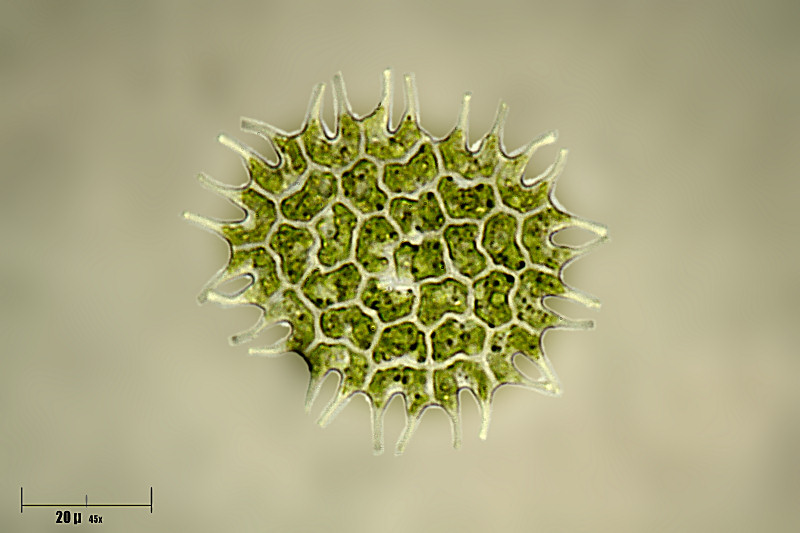 Pediastrum boryanum var. longicorne