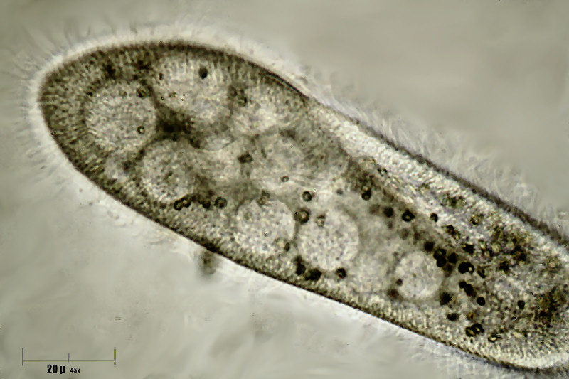 Paramecium sp.