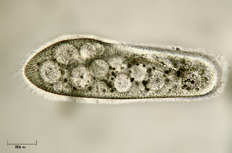 Paramecium sp.