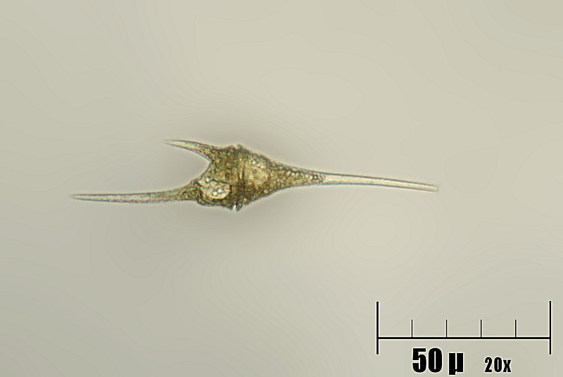 Ceratium hirundinella