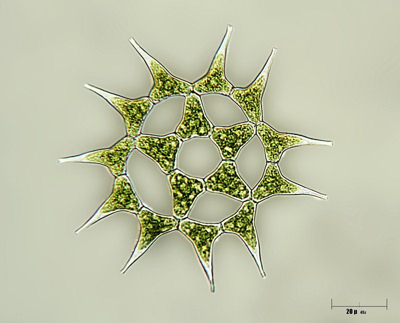 Pediastrum simplex