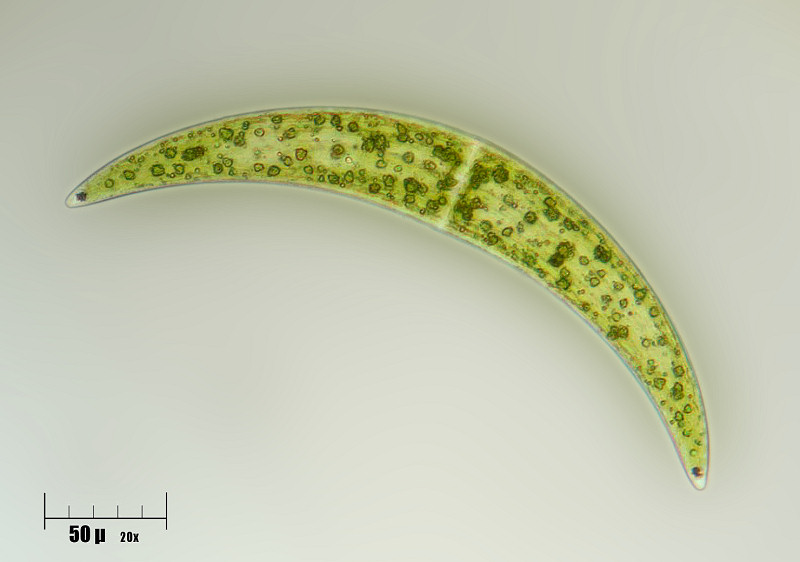 Closteriun ehrenbergii