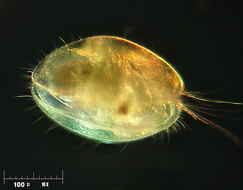 per ESCO  - ostracode campo oscuro