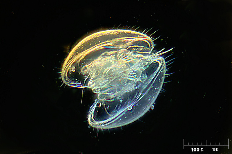 ostracode 2