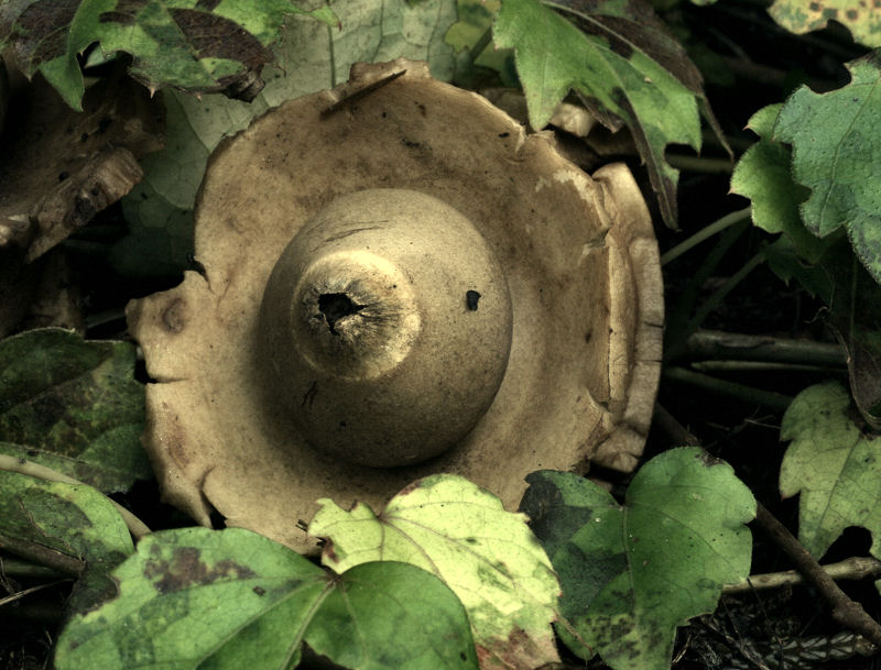 Geastrum triplex,  da confermare